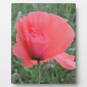 Zarte rote Mohnblume Fotoplatte