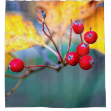 Zarte Weißdornbeeren im Herbst