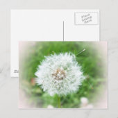 zarte weiße Blüte Postkarte (Vorne/Hinten)