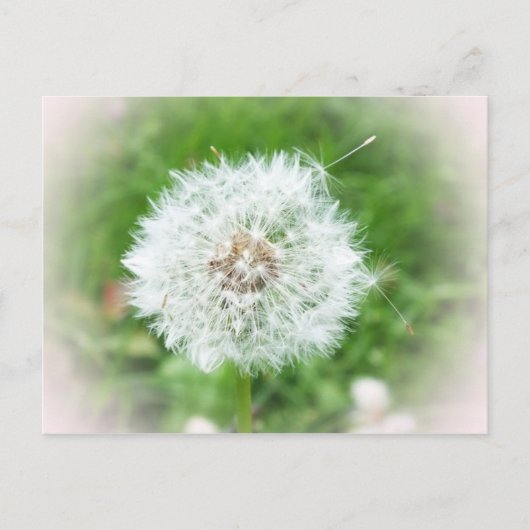 zarte weiße Blüte Postkarte (Vorderseite)