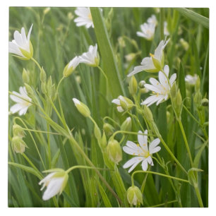 Zarte weiße Blüten von Stellaria in Nahaufnahme Fliese