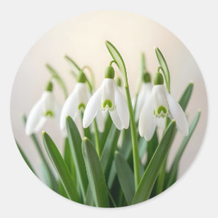 Zarte weiße Schneeglöckchen-Blumen Frühjahrsblüte Runder Aufkleber