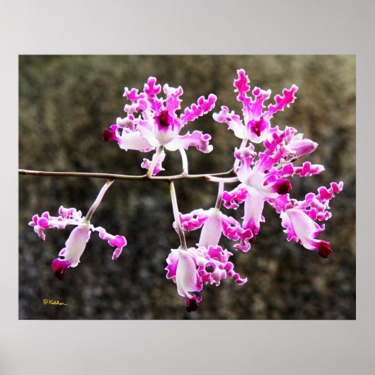 Zartes Orchid Blossoms Mauer Art 28x22 Poster (Vorne)