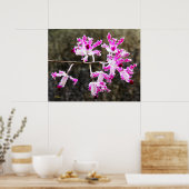 Zartes Orchid Blossoms Mauer Art 28x22 Poster (Küche)