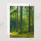Zauberhafte grüne Waldpfade mit Nebelkern Postkarte (Vorne/Hinten)