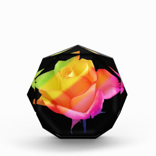 zauberhafte Rose in den Farben des Regenbogens Fotoblock