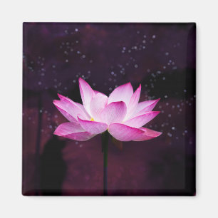 Zauberlotus - magnet