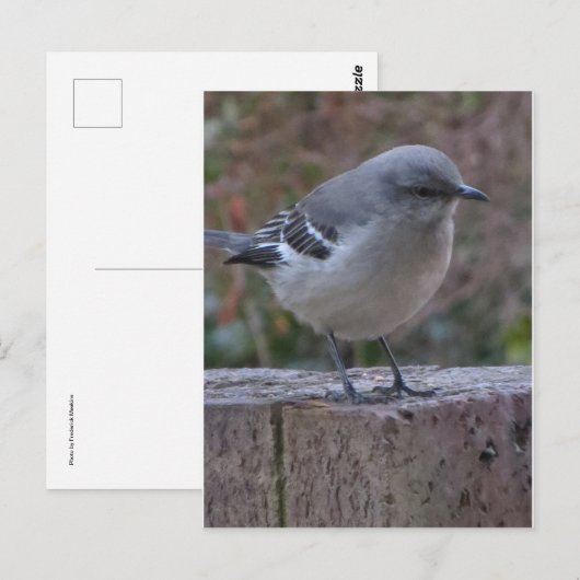 Zaubervogel Postkarte (Vorne/Hinten)
