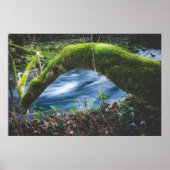 Zauberwald Poster (Vorne)