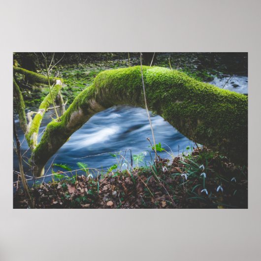 Zauberwald Poster (Vorne)