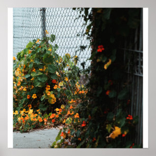 Zaun Blumen Poster