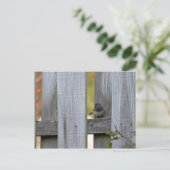 Zaun Junco Postkarte (Stehend Vorderseite)