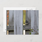 Zaun Junco Postkarte (Vorne/Hinten)