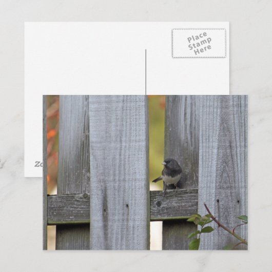 Zaun Junco Postkarte (Vorne/Hinten)