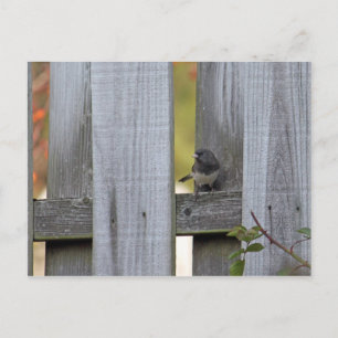 Zaun Junco Postkarte