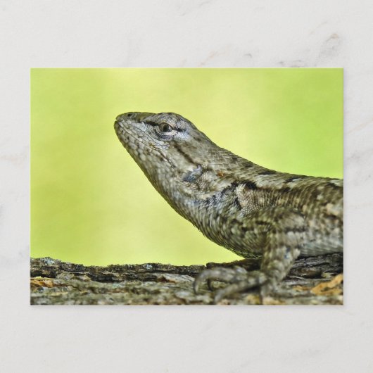Zaun Lizard Postcard. Postkarte (Vorderseite)