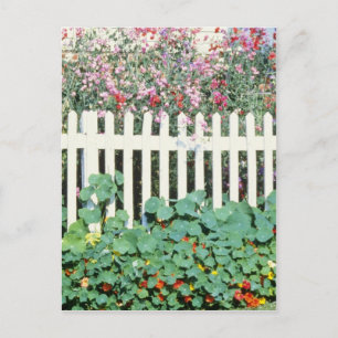 Zaun mit Platterbsen und Nasturtium Postkarte