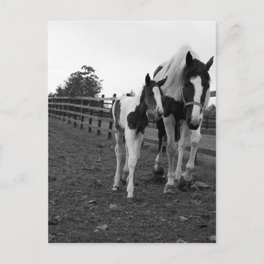 Zaun Postkarte (Vorderseite)