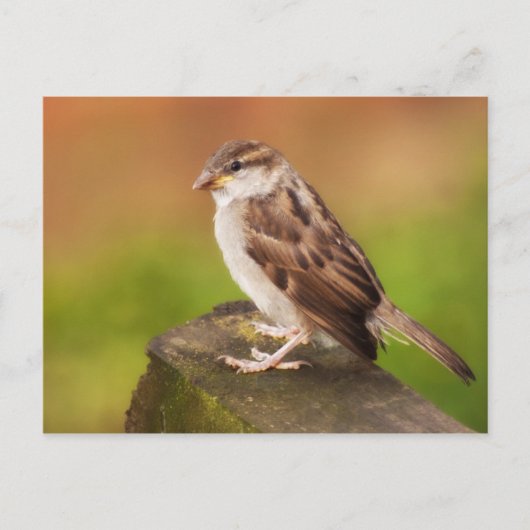 Zaun Postkarte (Vorderseite)