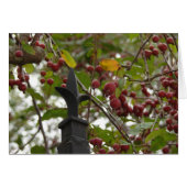Zaun und Crabapples (Vorderseite (Horizontal))