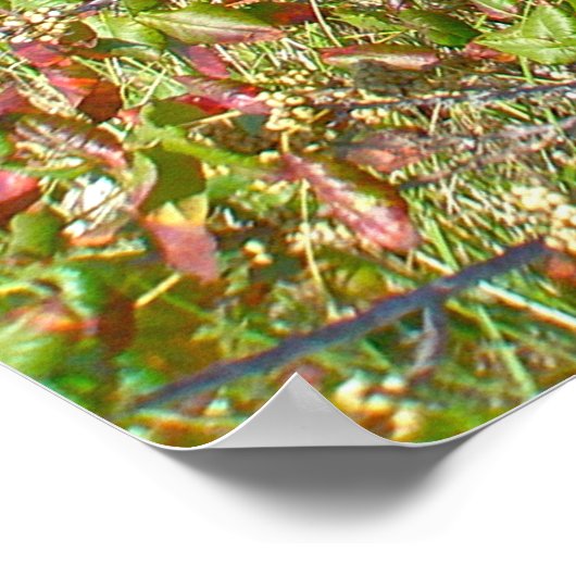 Zaun und Gift Ivy IBSP NJ Poster (Ecke)