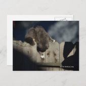 Zaunkatze (18) postkarte (Vorne/Hinten)