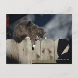 Zaunkatze (9) postkarte