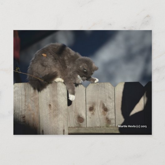 Zaunkatze (9) postkarte (Vorderseite)