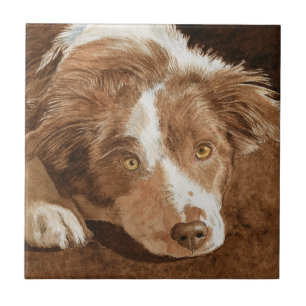 Zaunkönig der Border-Collie-Welpe Fliese