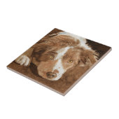 Zaunkönig der Border-Collie-Welpe Fliese (Seite)