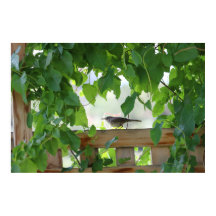 Zaunkönig in der Laube