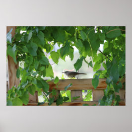 Zaunkönig in der Laube Poster