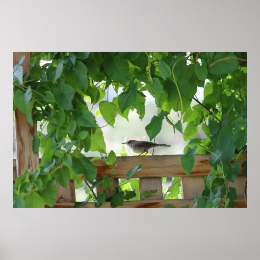 Zaunkönig in der Laube Poster (Vorne)