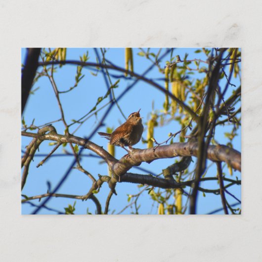 Zaunkönig Postkarte (Vorderseite)