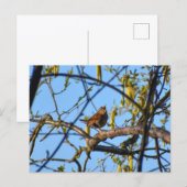 Zaunkönig Postkarte (Vorne/Hinten)