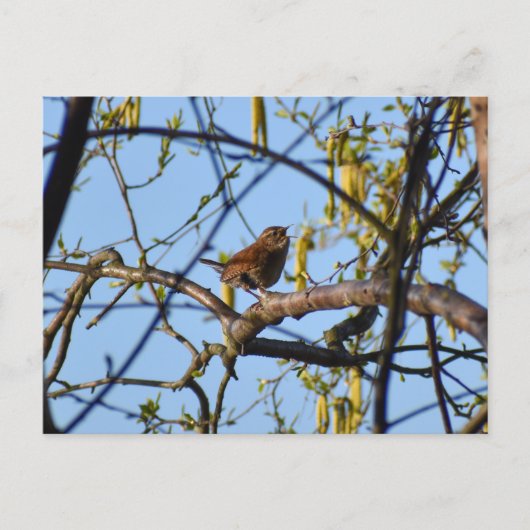Zaunkönig Postkarte (Vorderseite)