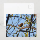 Zaunkönig Postkarte (Vorne/Hinten)