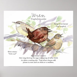 Zaunkönig Singvogel Studie Natur Wildtier Kunst Poster