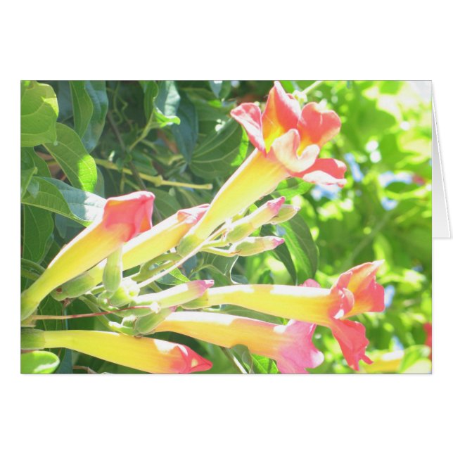 Zazzle 1 (Vorderseite (Horizontal))