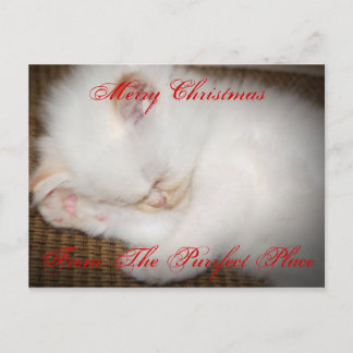 zazzle, fröhliches ChristmasFrom der Purrfect Feiertagspostkarte
