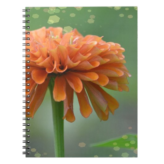 Zazzled Zinnia-Notebook Notizblock (Vorderseite)