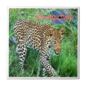 zBW007 OKAVANGO Delta, Ghepard BOTSWANA, Fliese (Vorderseite)
