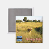 zBW008 OKAVANGO Delta, Löwen, Afrika, Kühlschrank Magnet (Vorderseite/Rückseite)