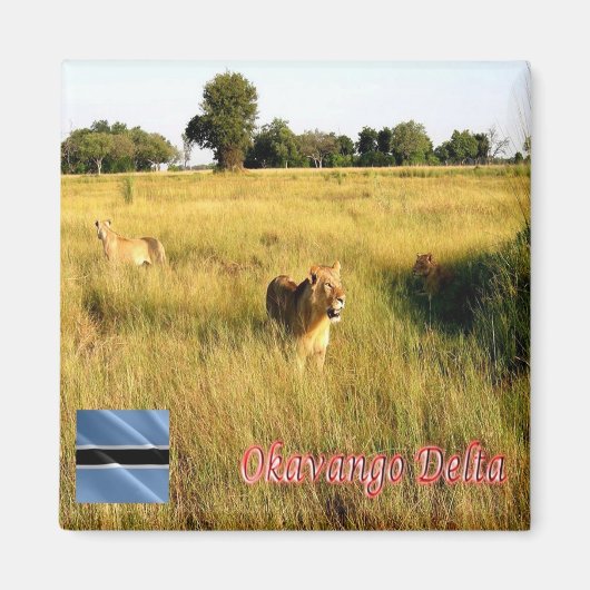 zBW008 OKAVANGO Delta, Löwen, Afrika, Kühlschrank Magnet (Vorne)