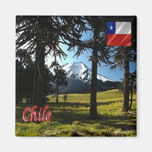 zCL026 CHILE, Araucarias, Naturdenkmal, Kühlschran Magnet