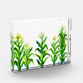 Zea mays fotoblock (Links)