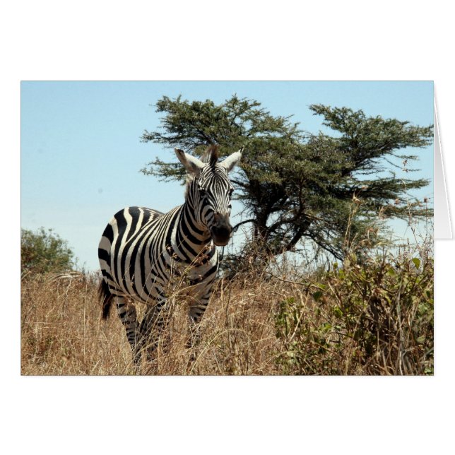 Zebra (Vorderseite (Horizontal))