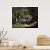 Zebra (1763) Gemälde Poster (Küche)