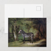 Zebra (1763) Gemälde Postkarte (Vorne/Hinten)