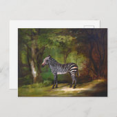 Zebra (1763) Gemälde von George Stubbs Postkarte (Vorne/Hinten)